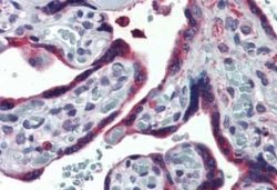 ERP44 Antibody, Novus Biologicals 50 &mu;g; Unconjugated:Antibodies, Polyclonal